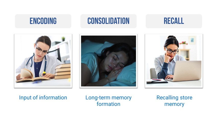 Three stages of memory: a woman studies for MCCQE1 exam preparation (encoding), a woman sleeps (consolidation), and a woman works at her laptop with Ace QBank (recall), each with brief descriptions under the images.