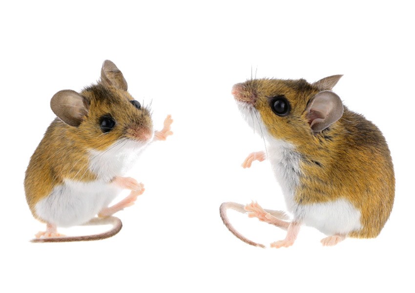 Facing each other on a white background, illustrating the type of rodent that can carry diseases like Hantavirus. A topic frequently reviewed in MCCQE1 prep resources such as Ace QBank.