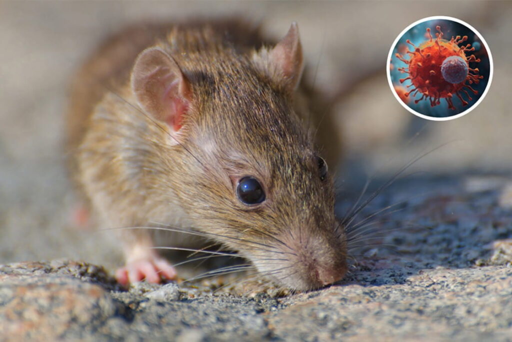 A brown rat on a rocky surface with a circular inset graphic of a Hantavirus particle, illustrating the connection between rodents and viral transmission. A concept often tested on exams like the MCCQE1 and reviewed in Ace QBank.