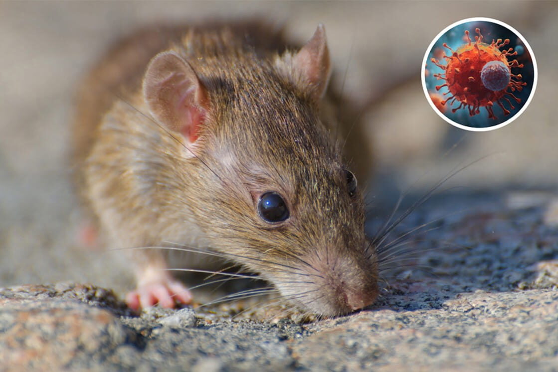 A brown rat on a rocky surface with a circular inset graphic of a Hantavirus particle, illustrating the connection between rodents and viral transmission. A concept often tested on exams like the MCCQE1 and reviewed in Ace QBank.