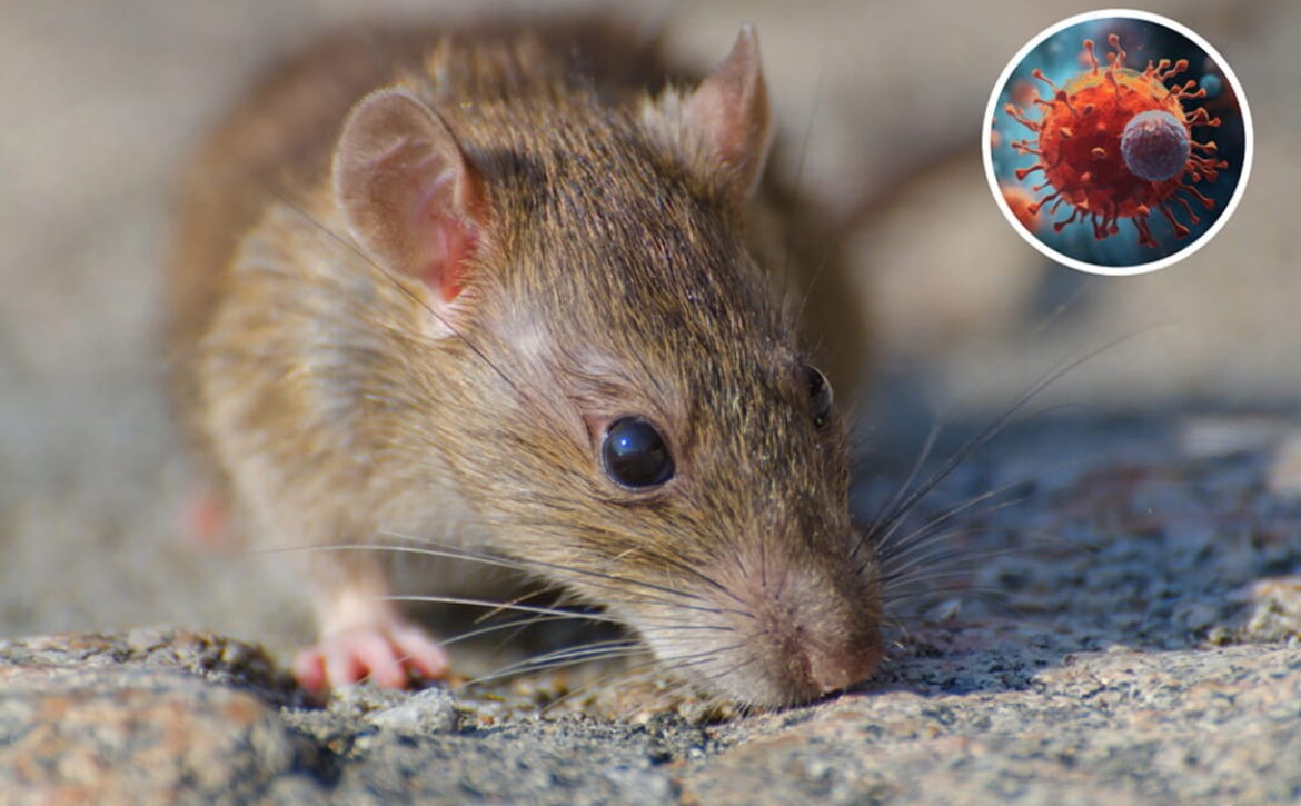 A brown rat on a rocky surface with a circular inset graphic of a Hantavirus particle, illustrating the connection between rodents and viral transmission. A concept often tested on exams like the MCCQE1 and reviewed in Ace QBank.