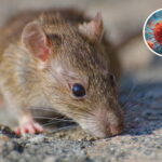 How Do You Get Hantavirus?