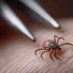 How Common Is Lyme Disease in Ontario?